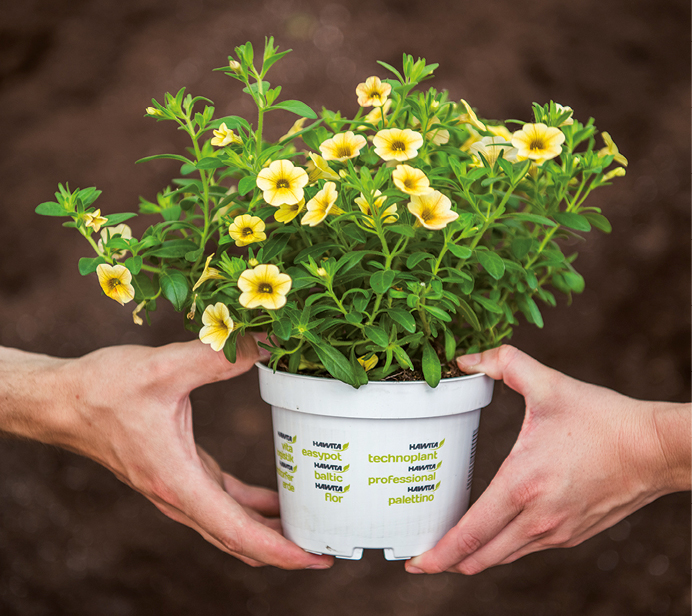 Pflanze in Blumentopf