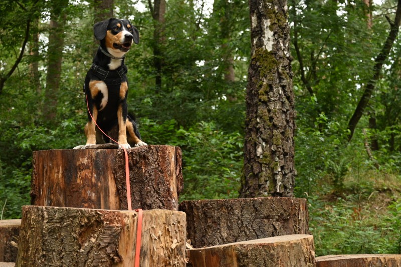 Dwergter Hunderunde Hund