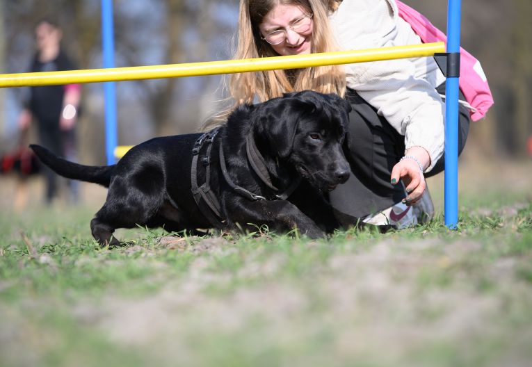 Hund unter Hindernis